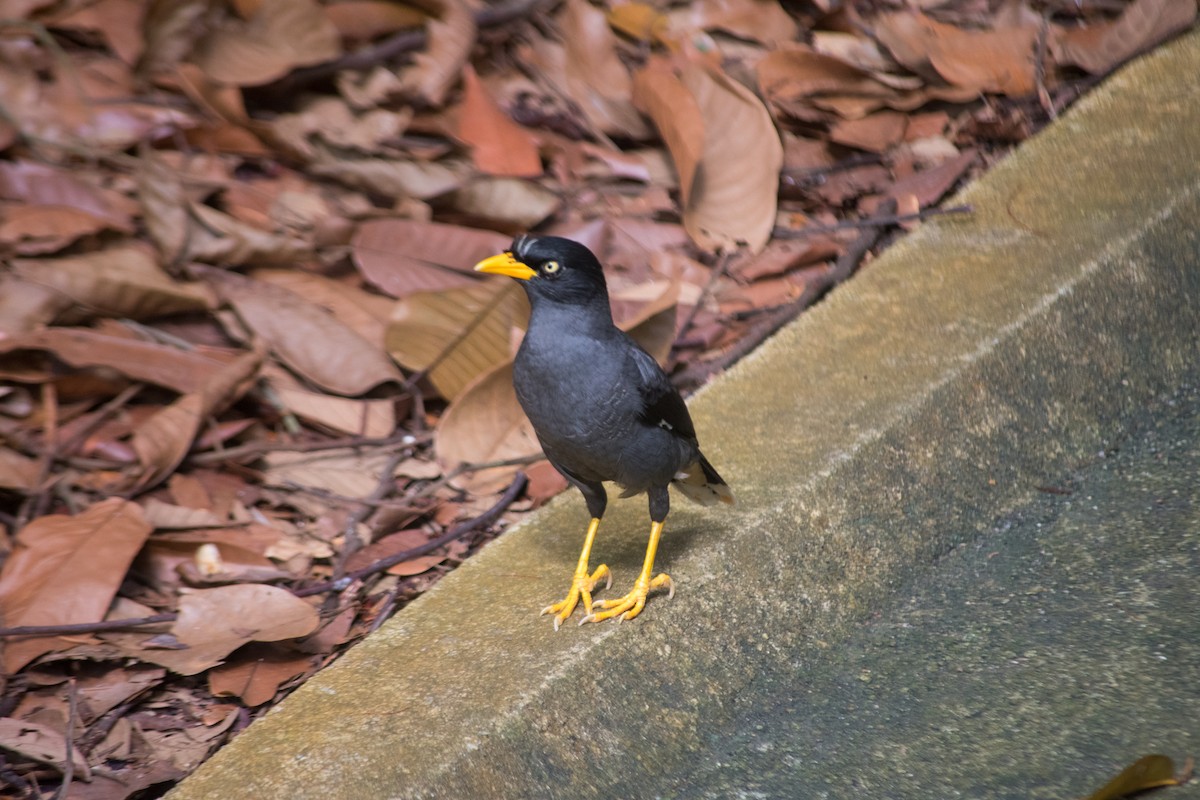 Javan Myna - Jorge Juan Rueda