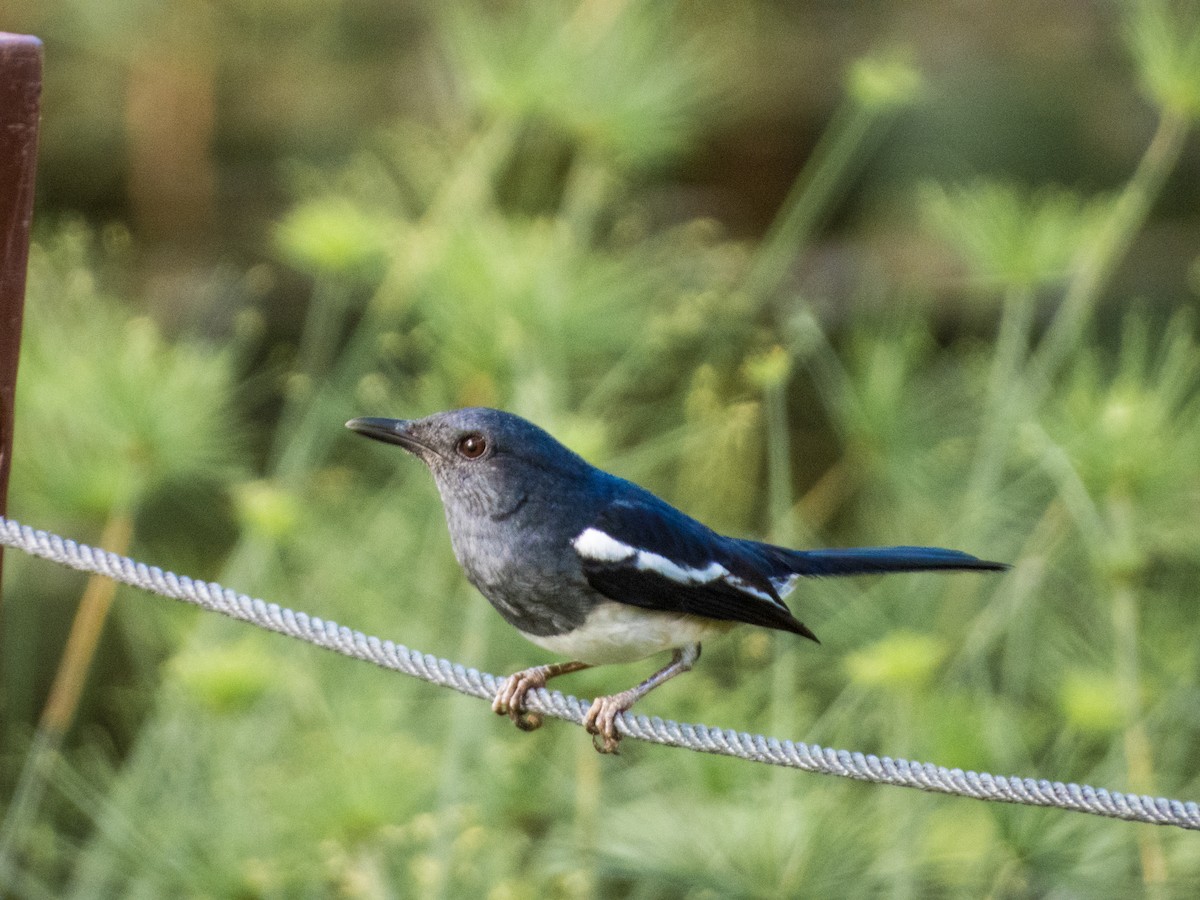 Oriental Magpie-Robin - Jorge Juan Rueda