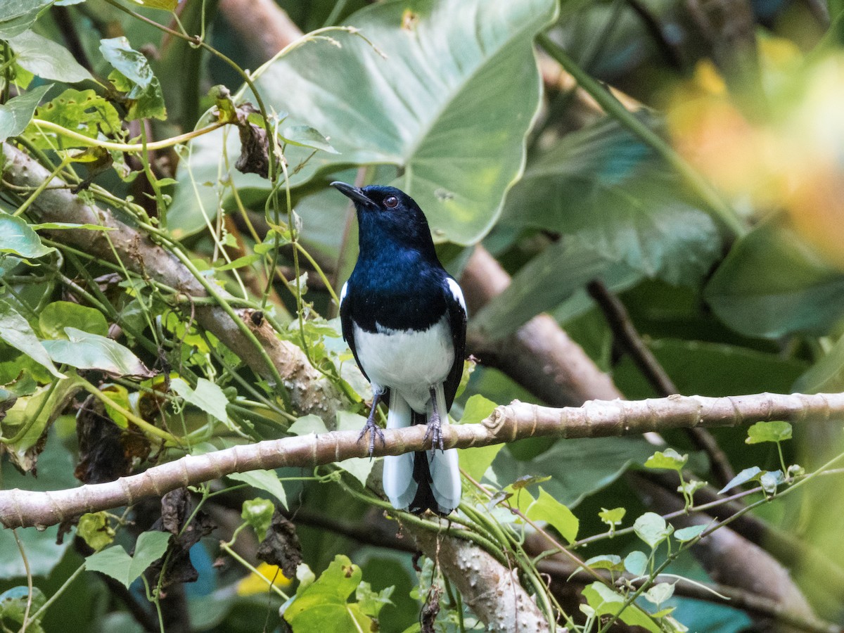 Oriental Magpie-Robin - Jorge Juan Rueda