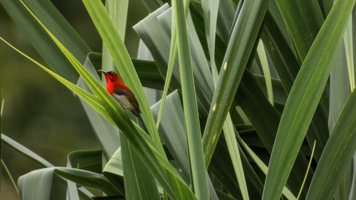 Crimson Sunbird - Jorge Juan Rueda