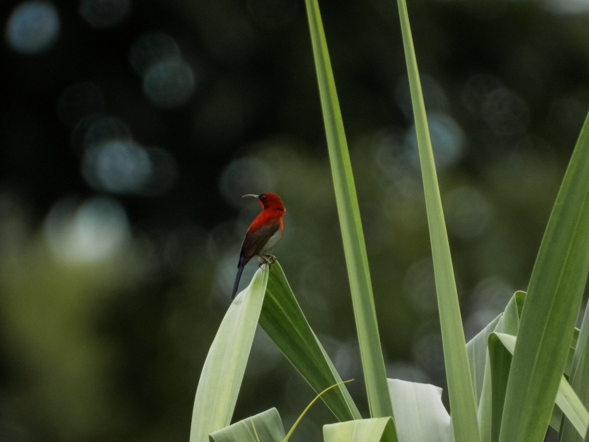 Crimson Sunbird - Jorge Juan Rueda