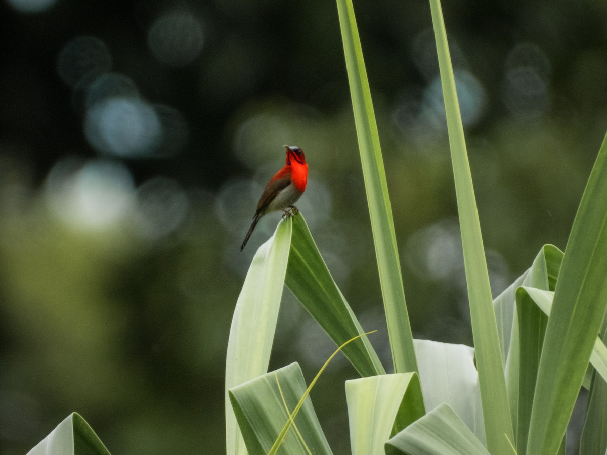 Crimson Sunbird - Jorge Juan Rueda