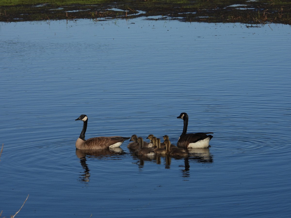 Canada Goose - Jean W. Côté