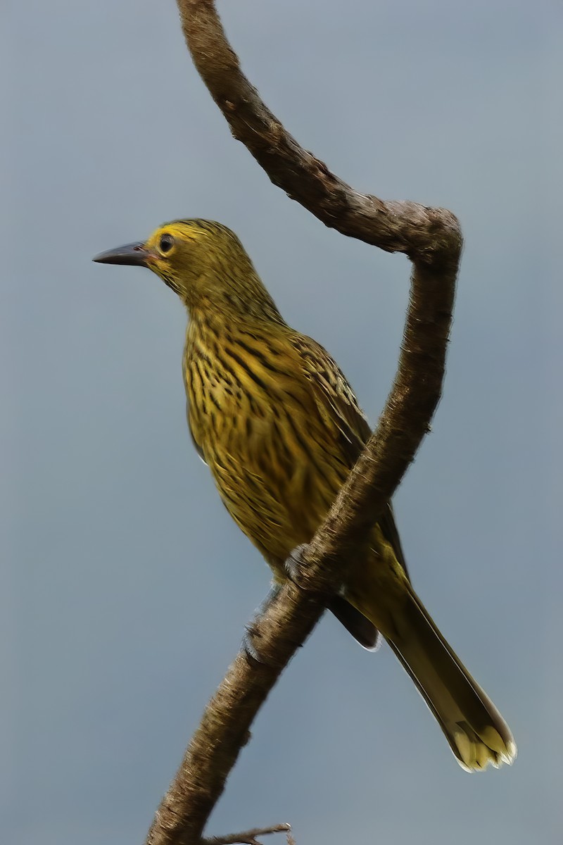 Green Oriole - Sandra Ozols