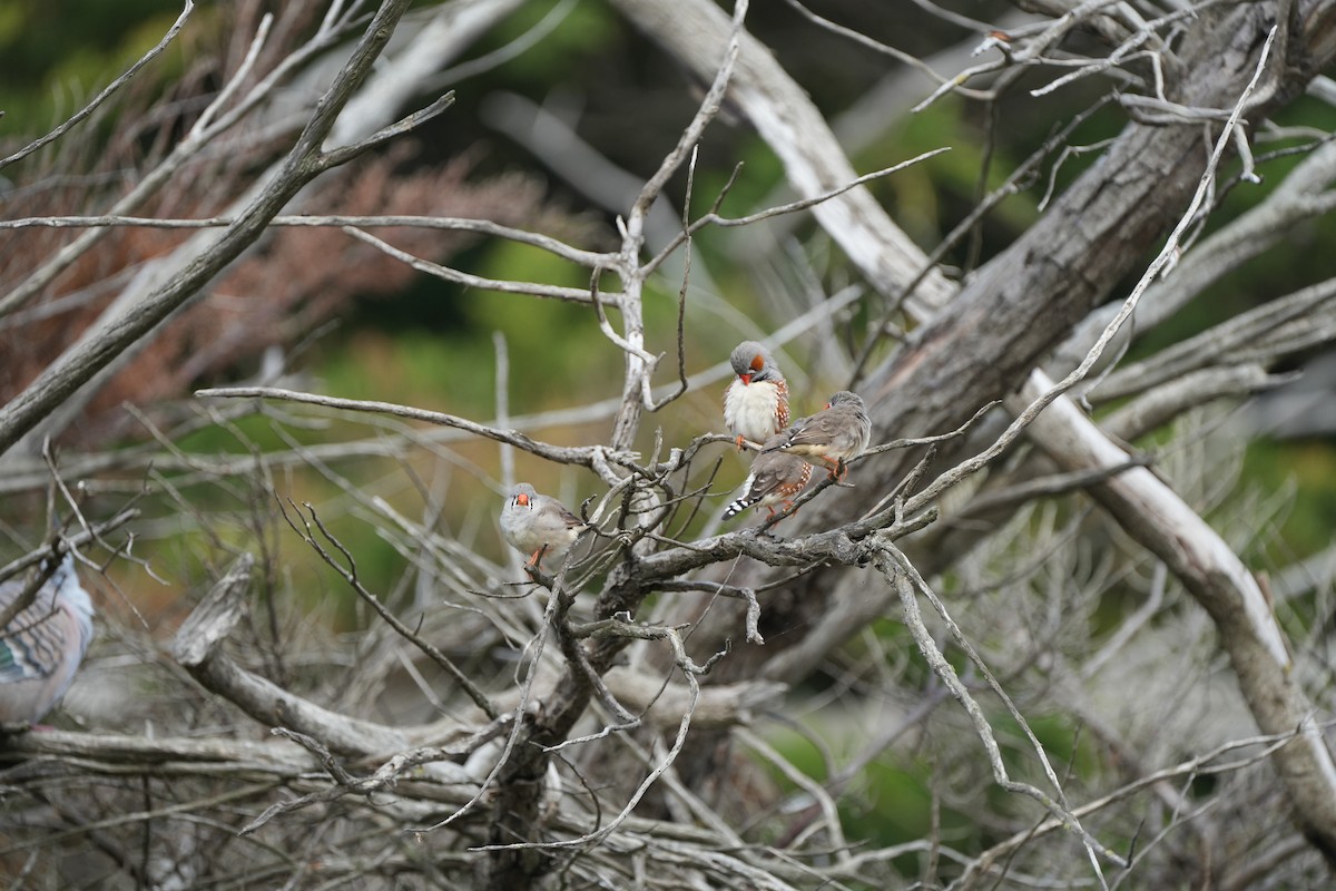 Zebra Finch - Stuart Bell