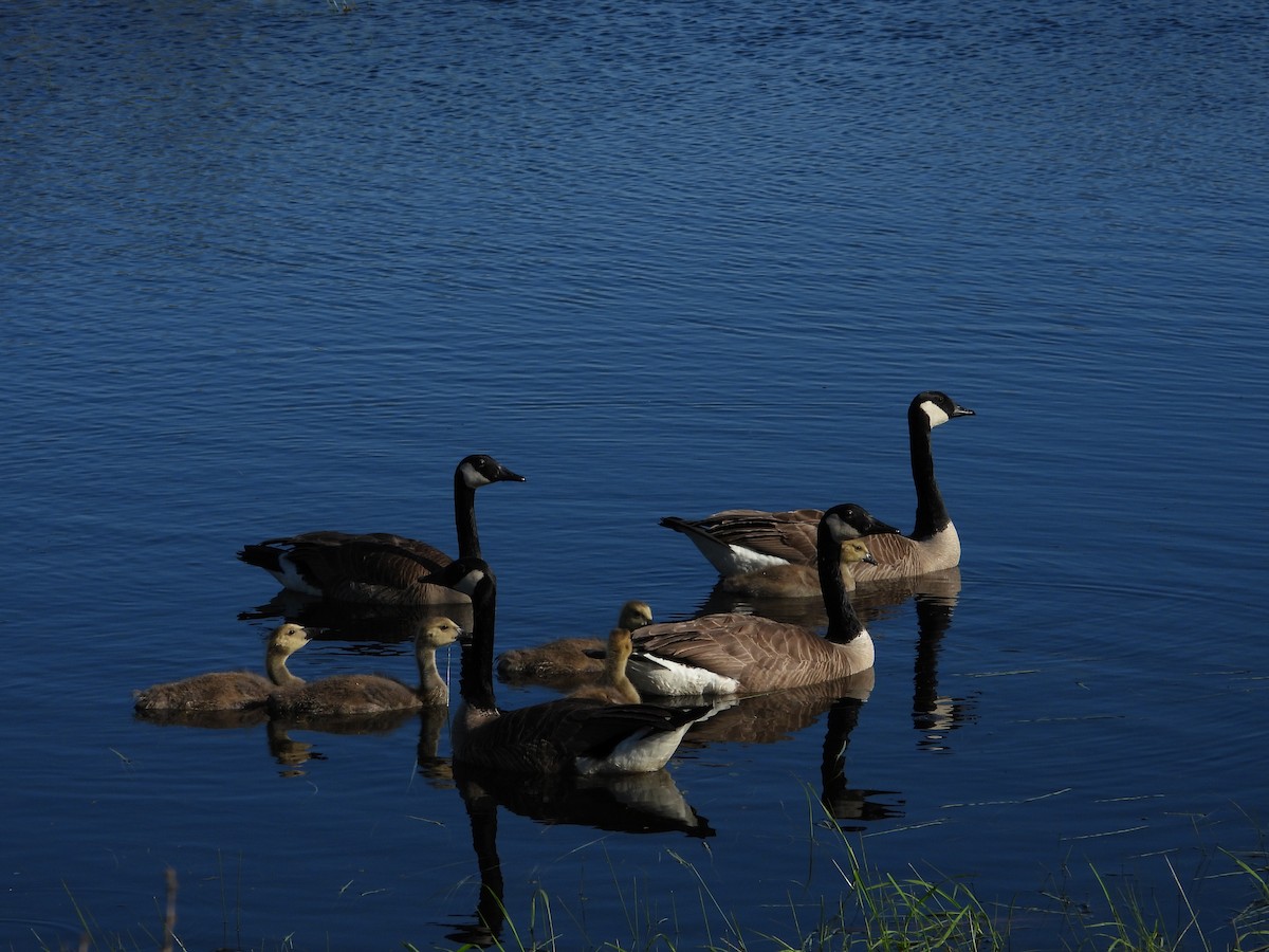 Canada Goose - Jean W. Côté