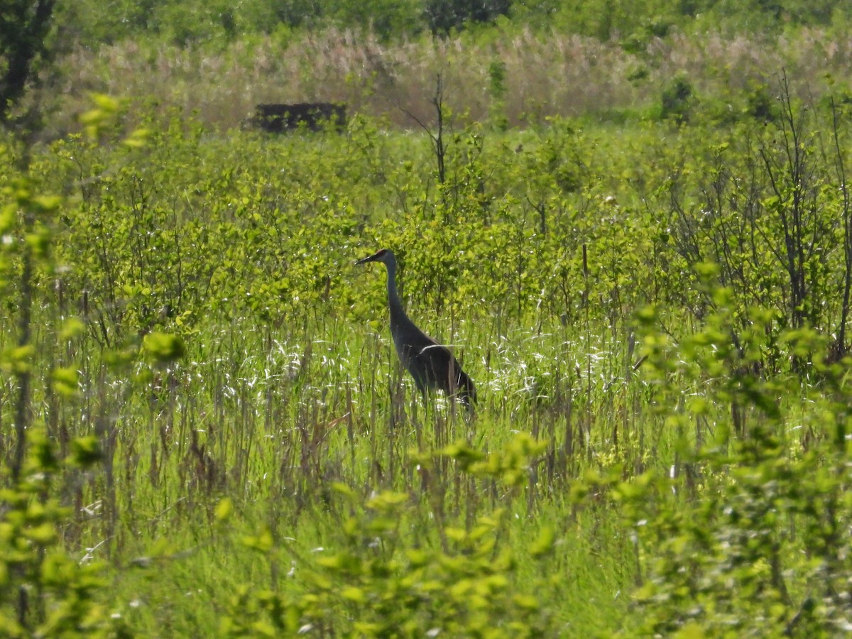 Sandhill Crane - Jean W. Côté