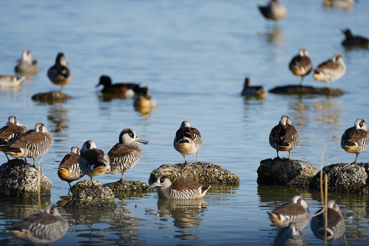 Pink-eared Duck - Stuart Bell