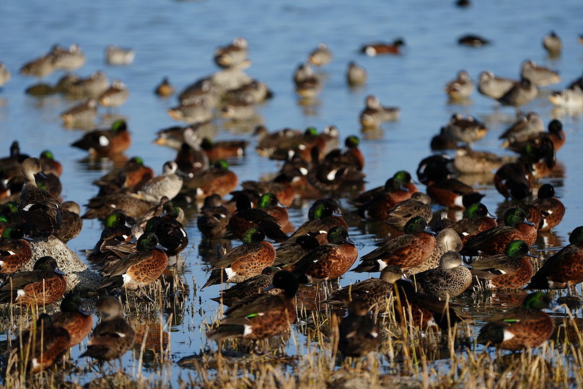 Chestnut Teal - Stuart Bell