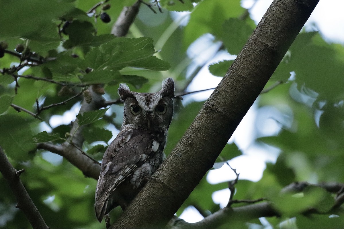 Eastern Screech-Owl - Lee Payne