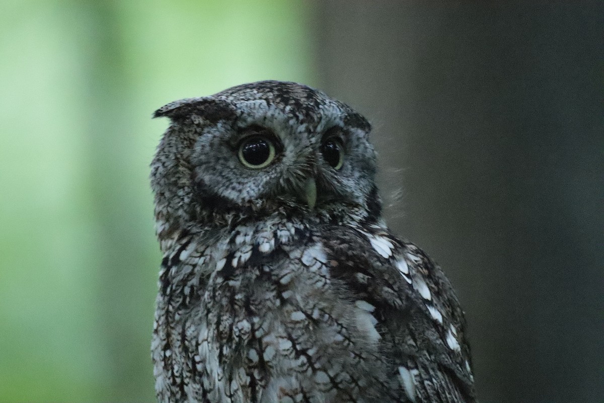 Eastern Screech-Owl - Lee Payne