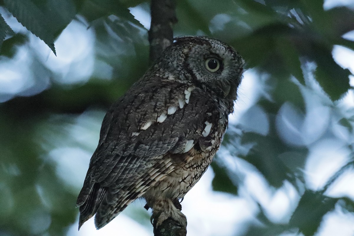 Eastern Screech-Owl - Lee Payne