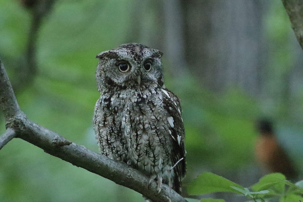 Eastern Screech-Owl - Lee Payne