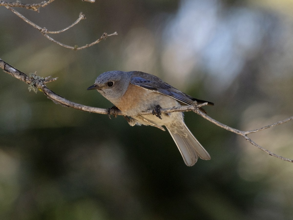 Western Bluebird - Rene sun