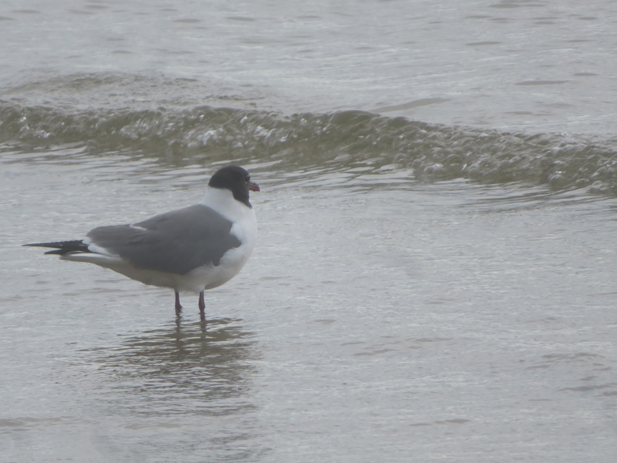 Laughing Gull - William Kuk