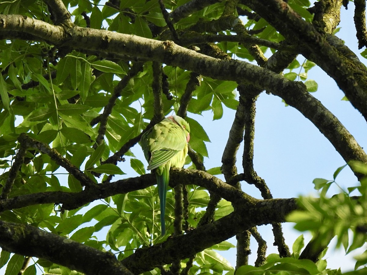 Rose-ringed Parakeet - Stephen Bailey