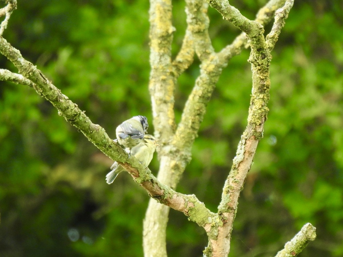 Eurasian Blue Tit - Stephen Bailey