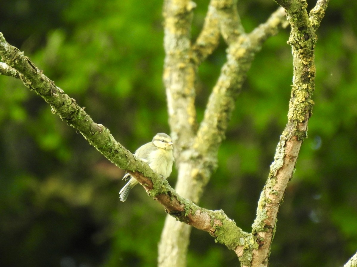 Eurasian Blue Tit - Stephen Bailey