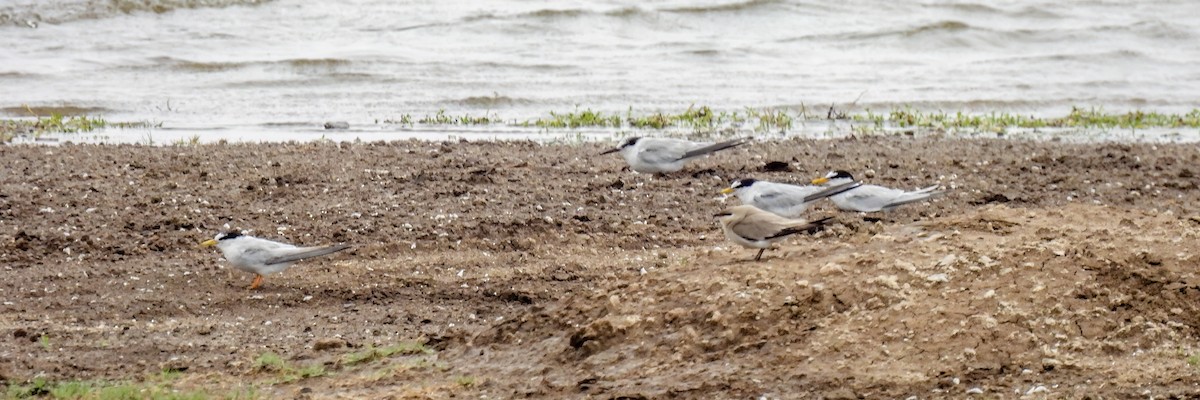 Little Tern - Ramesh Desai