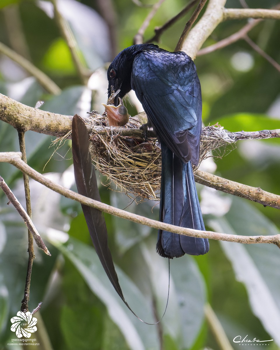 Lesser Racket-tailed Drongo - Se Chea