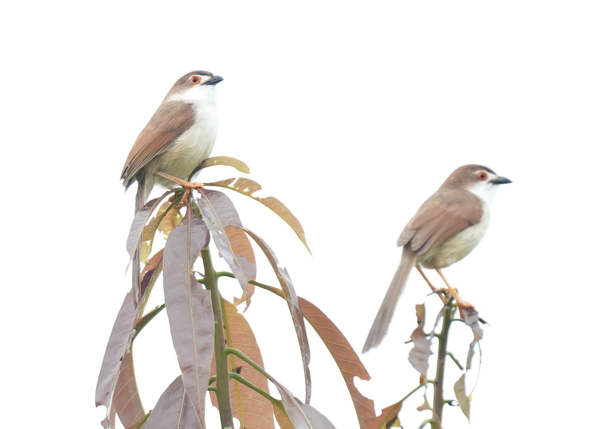 Yellow-eyed Babbler - David Hardie