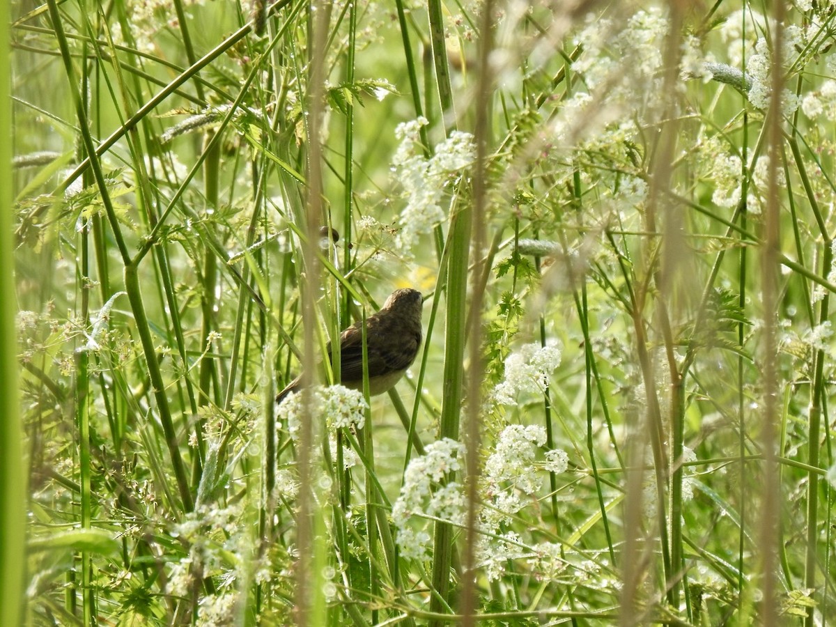 Sedge Warbler - Stephen Bailey