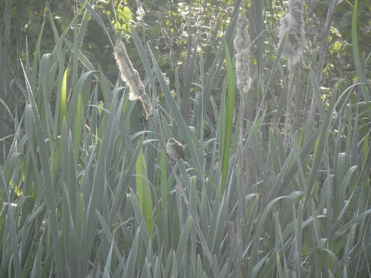 Cetti's Warbler - Stephen Bailey