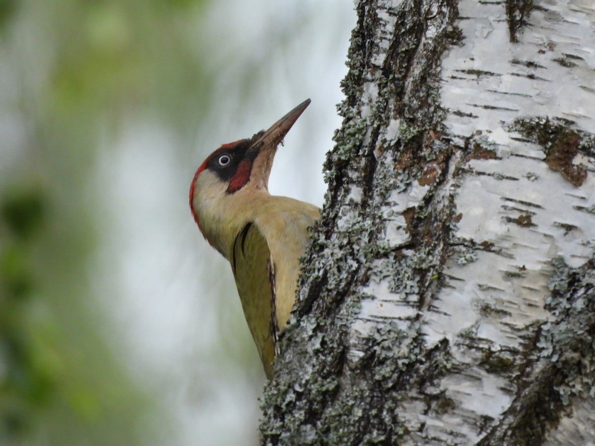 Eurasian Green Woodpecker - Anja Kahl