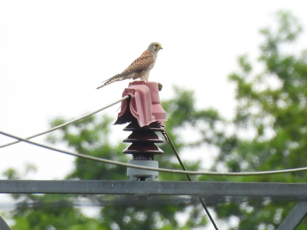 Eurasian Kestrel - Anja Kahl