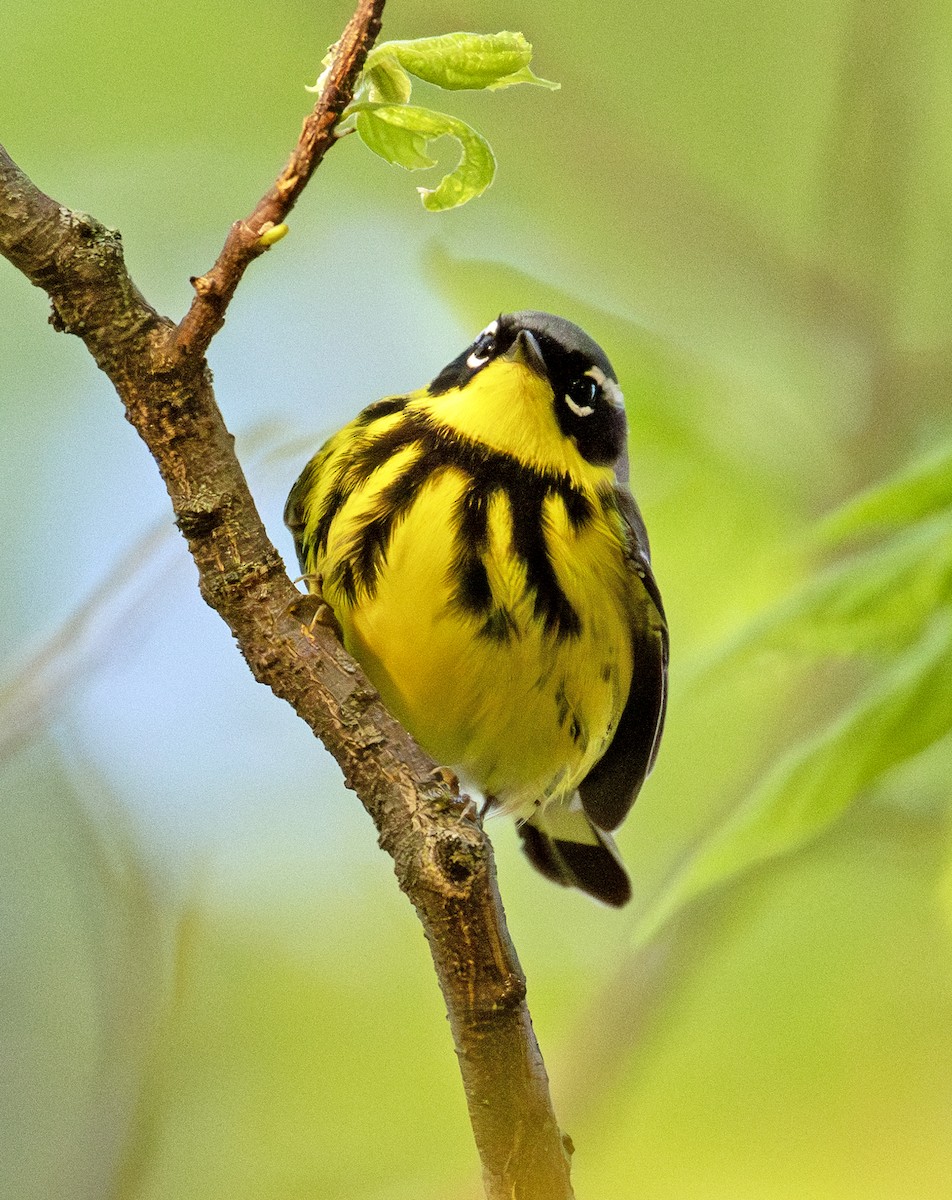 Magnolia Warbler - Greg Courtney