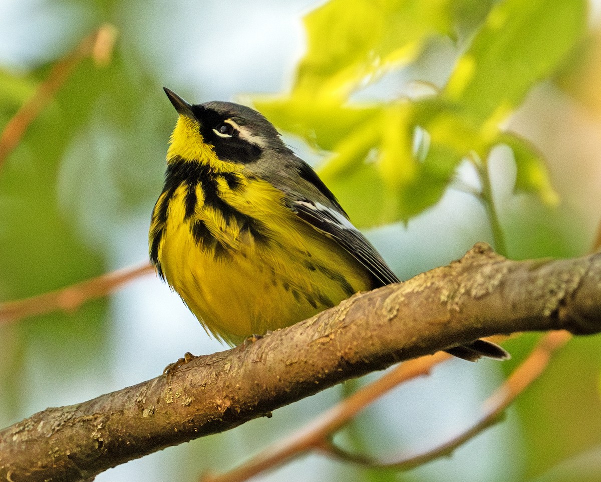 Magnolia Warbler - Greg Courtney