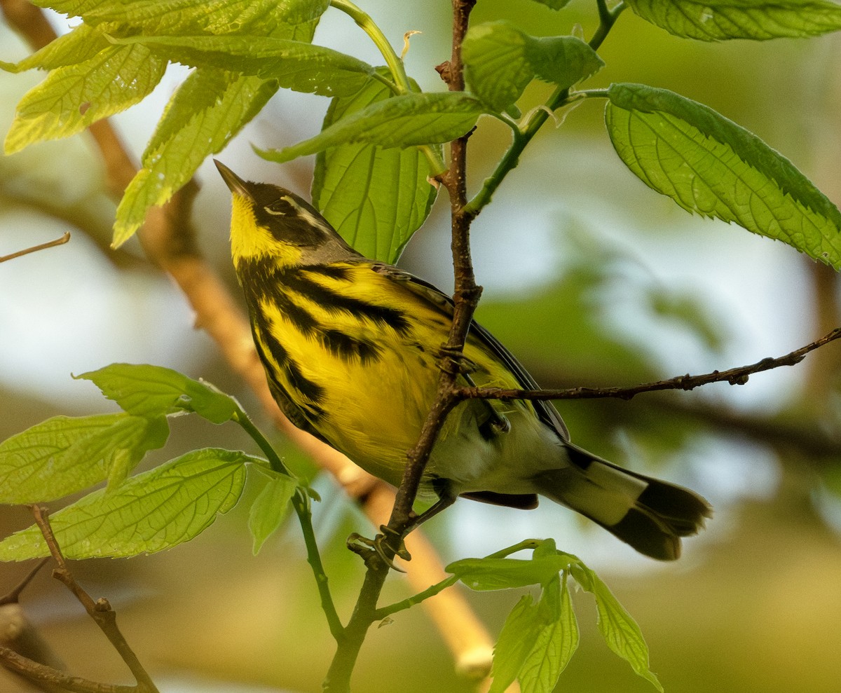 Magnolia Warbler - Greg Courtney