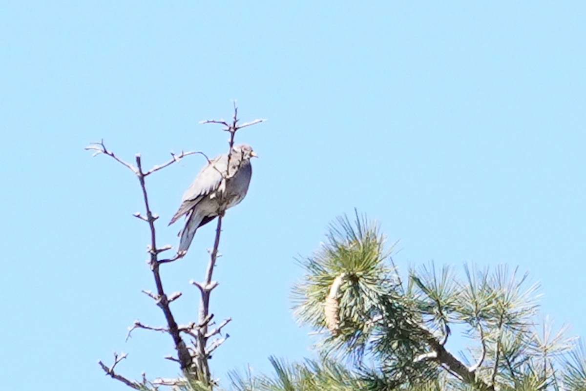 Band-tailed Pigeon - Darrin Menzo