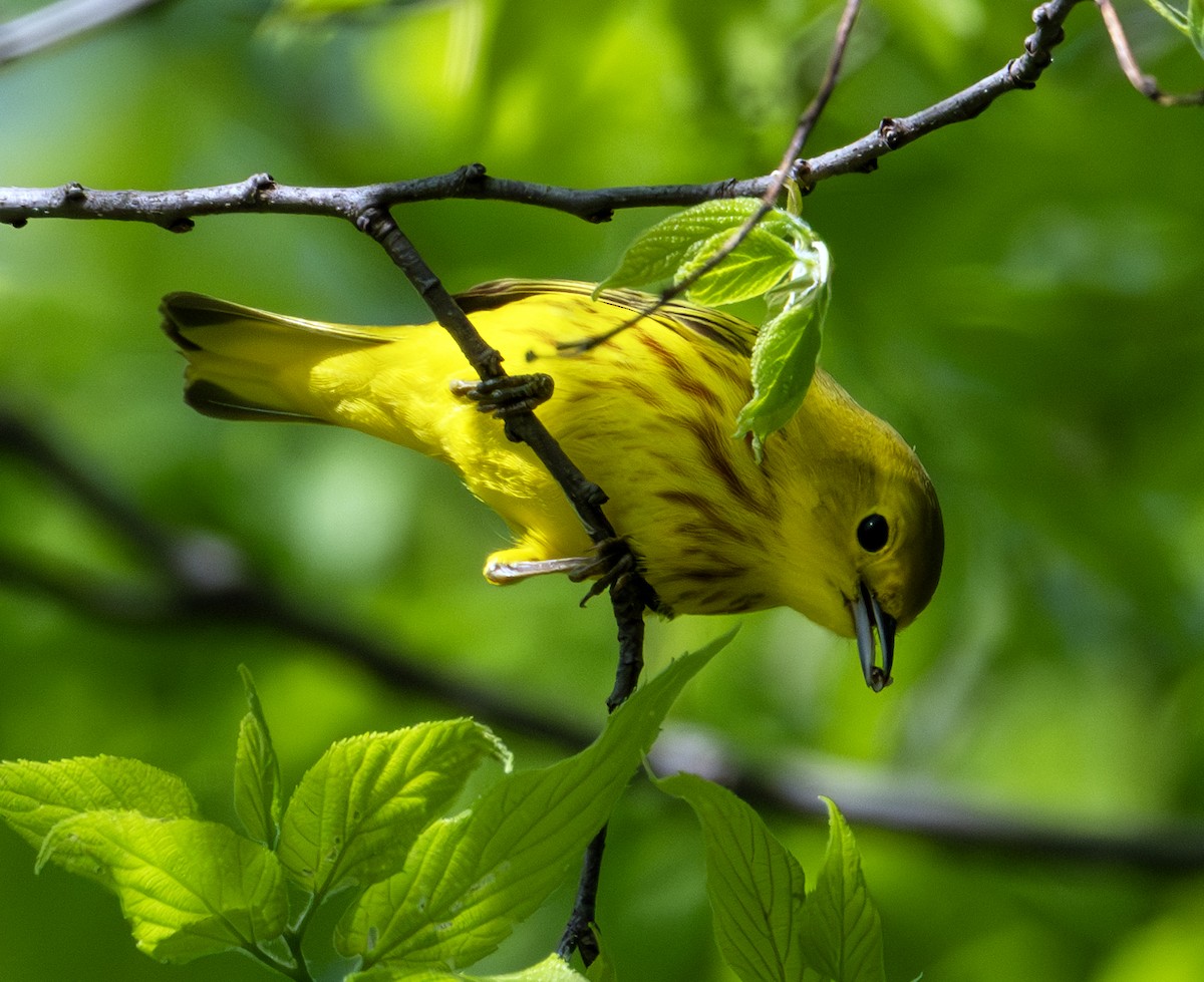 Yellow Warbler - Greg Courtney