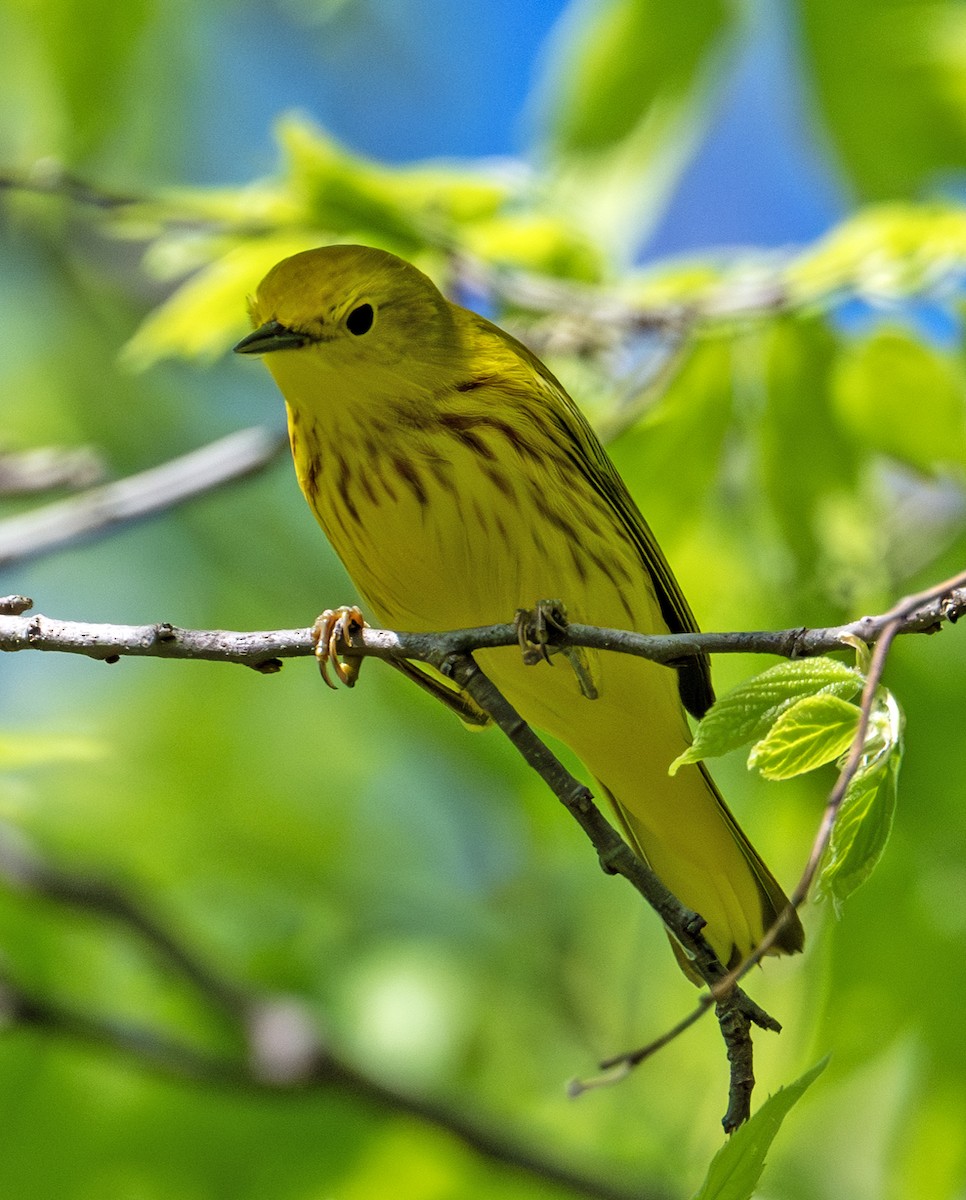 Yellow Warbler - Greg Courtney