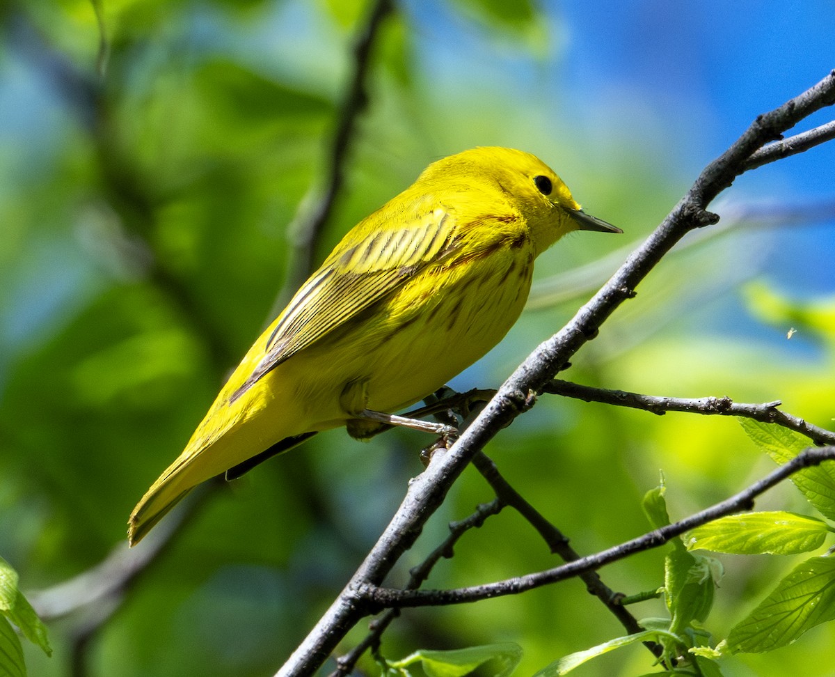 Yellow Warbler - Greg Courtney