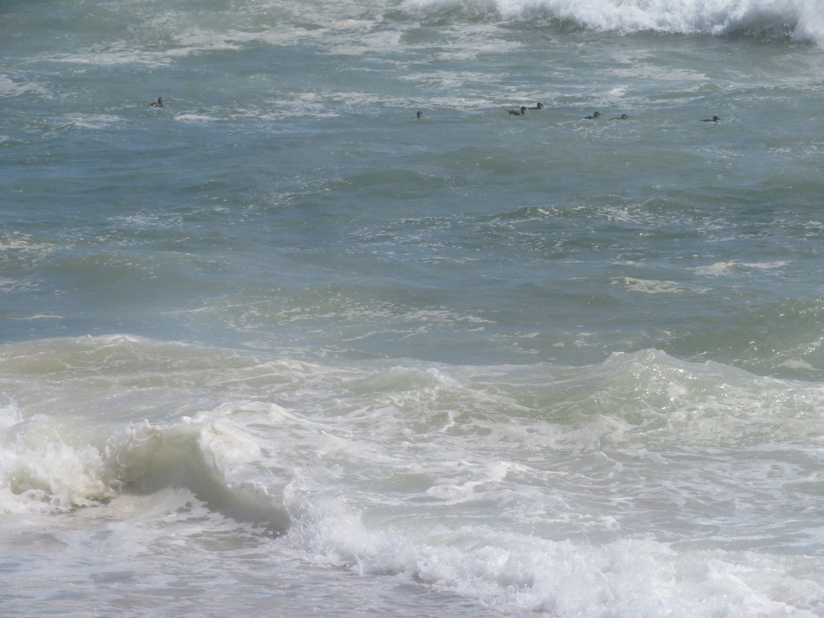 Surf Scoter - William Kuk