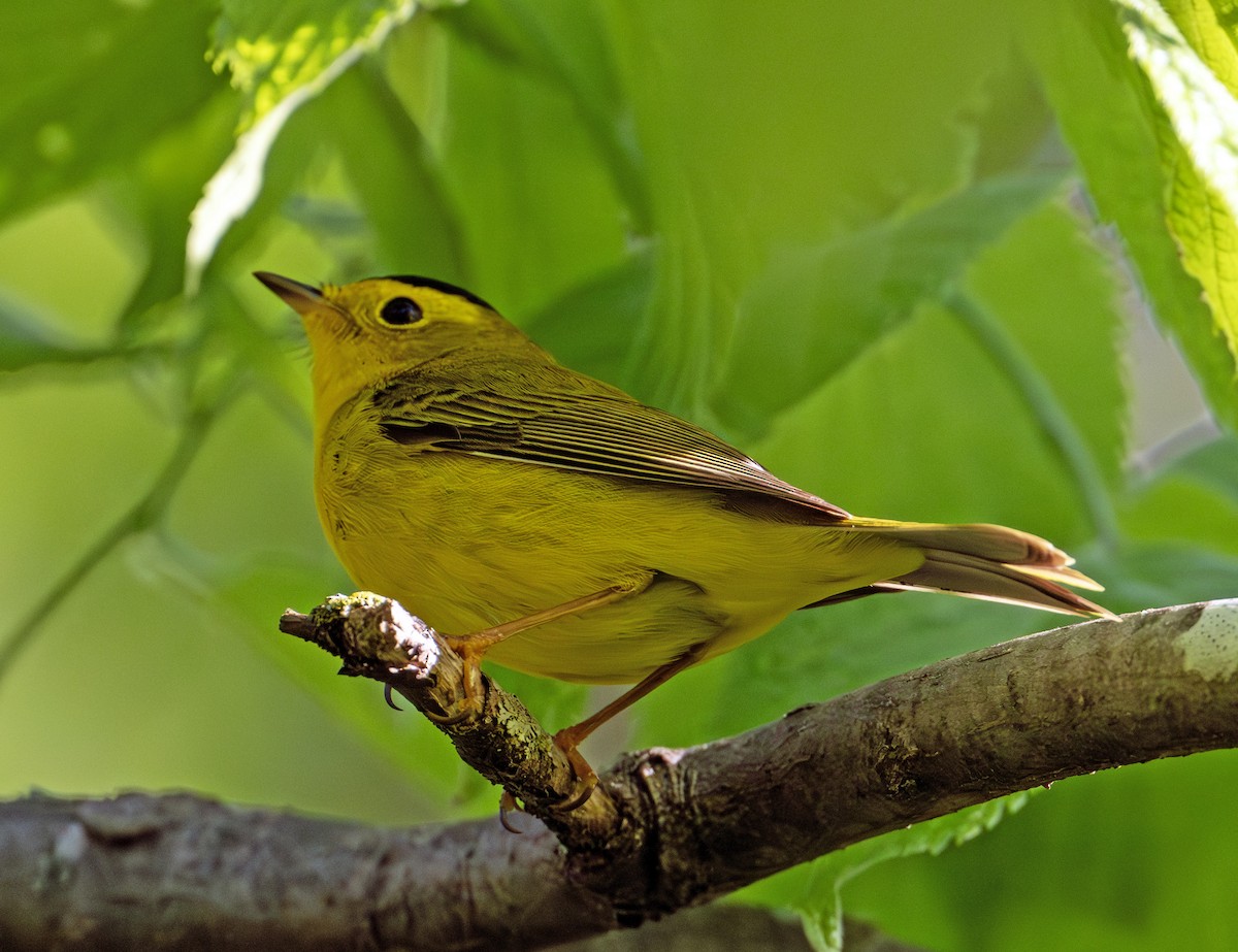 Wilson's Warbler - Greg Courtney