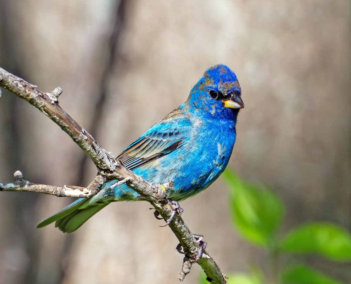 Indigo Bunting - Greg Courtney