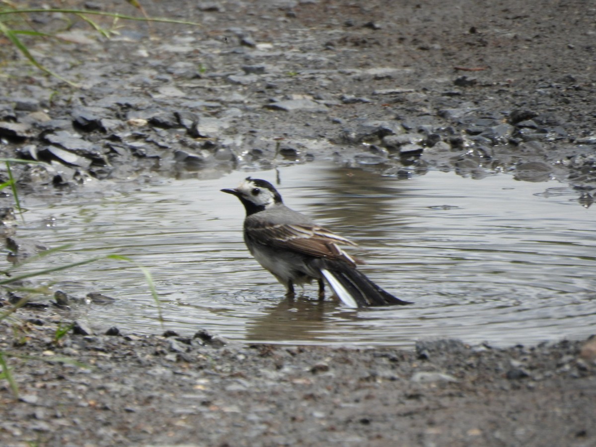 White Wagtail - Anja Kahl