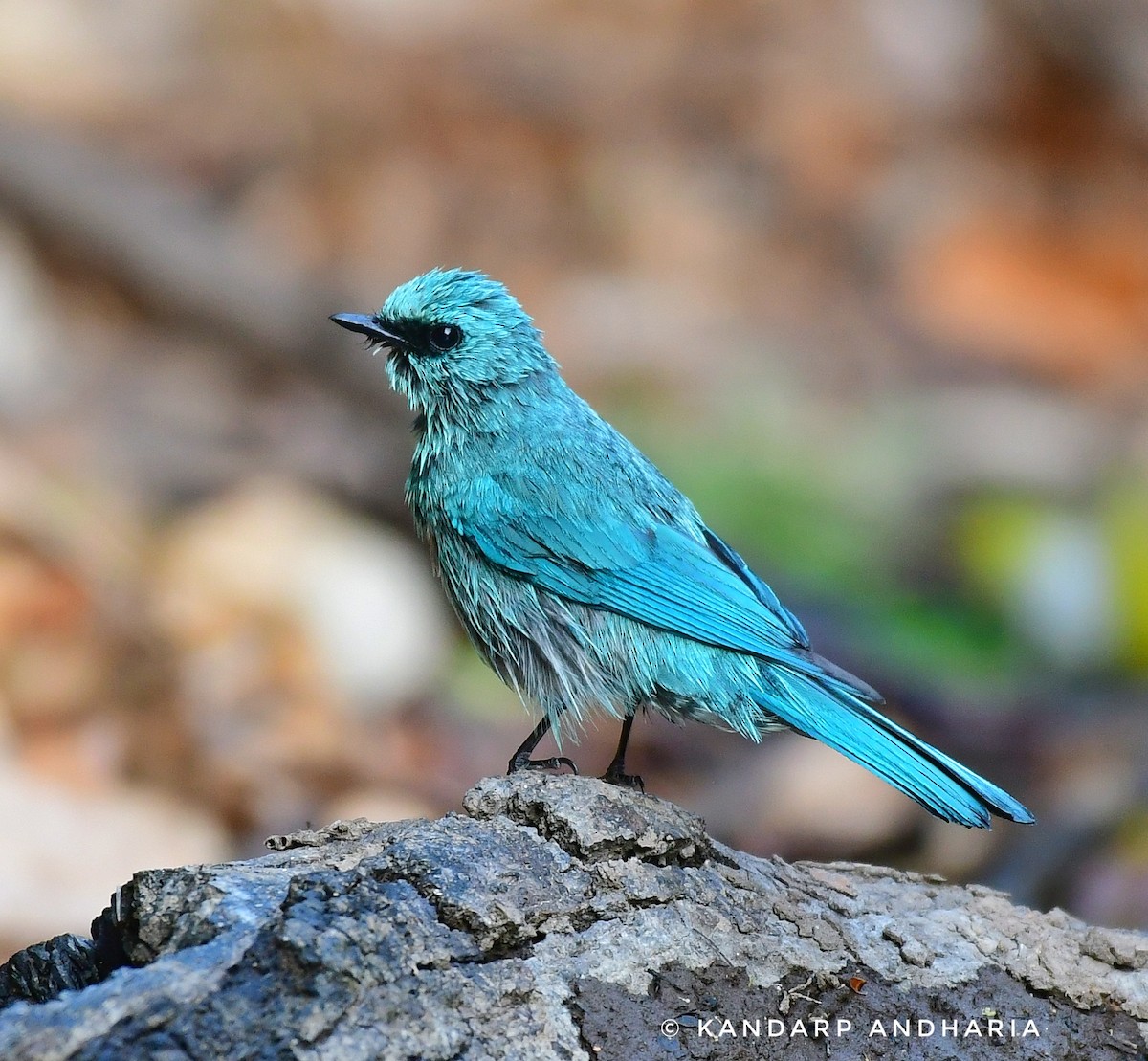 Verditer Flycatcher - Kandarp  Andharia