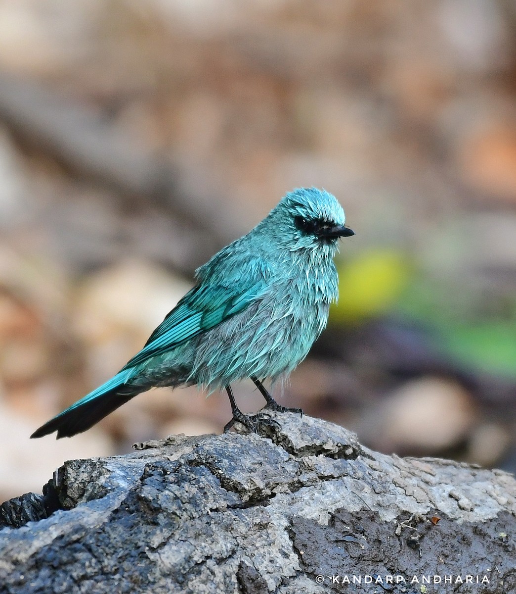 Verditer Flycatcher - Kandarp  Andharia