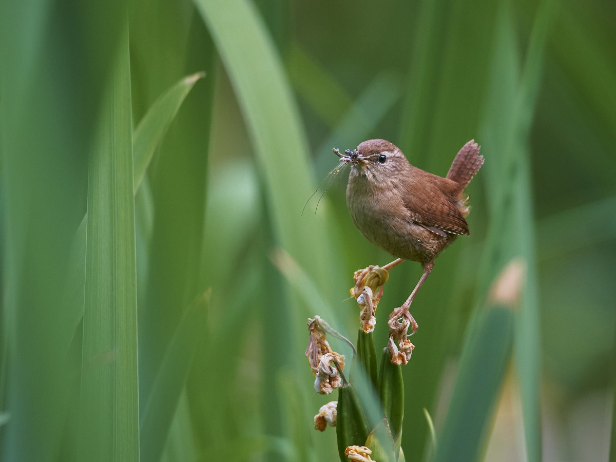 Eurasian Wren - Gonzalo Valencia Díaz