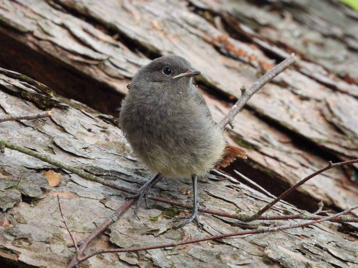 Black Redstart - Anja Kahl