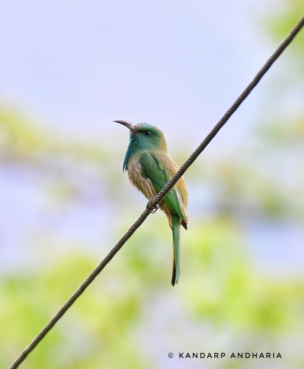 Blue-bearded Bee-eater - Kandarp  Andharia