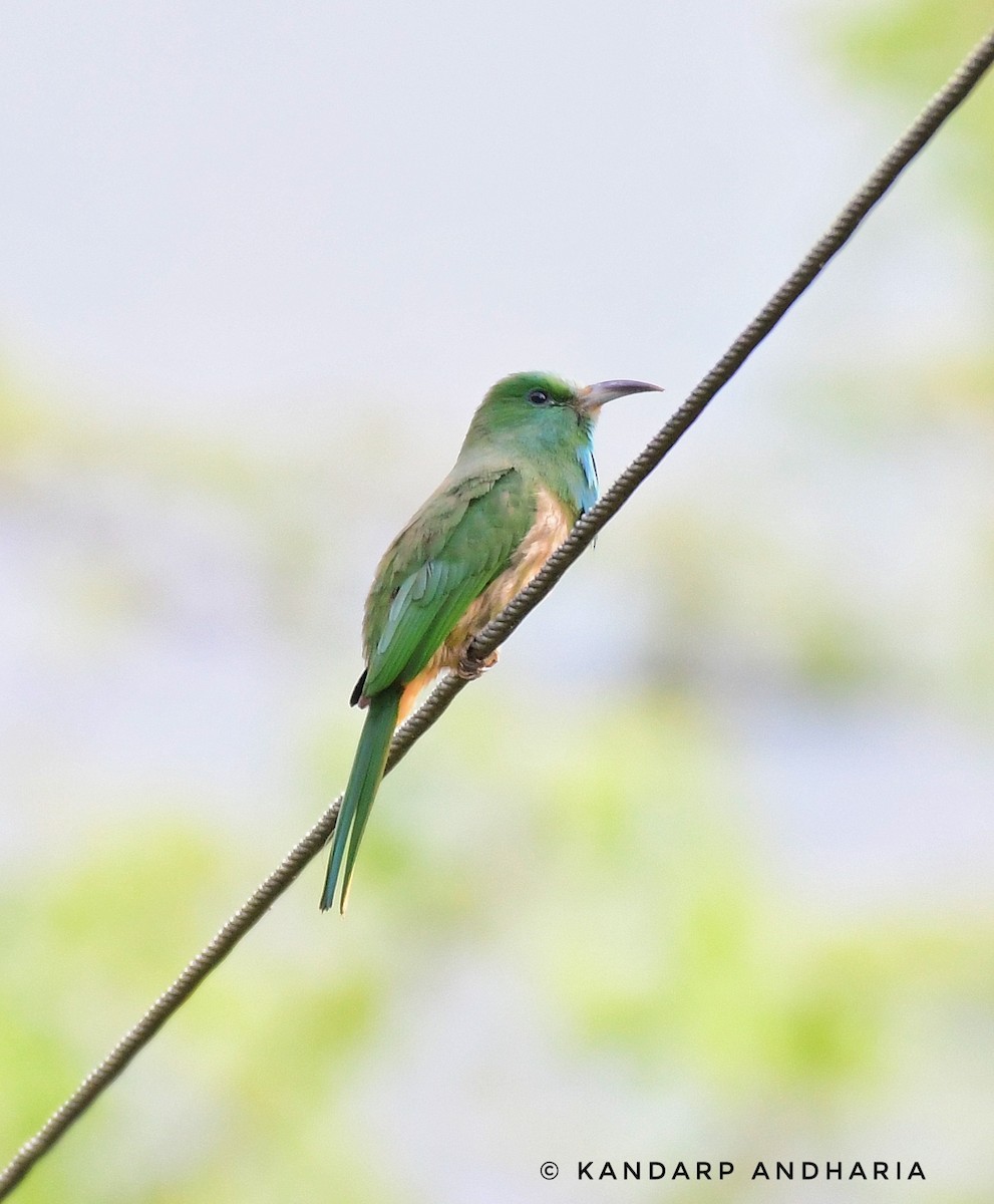 Blue-bearded Bee-eater - Kandarp  Andharia