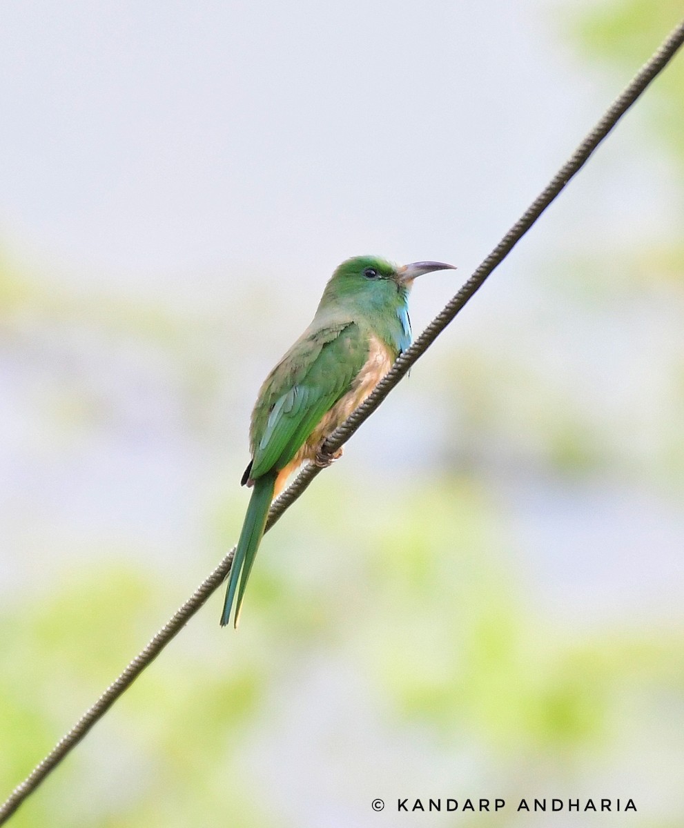 Blue-bearded Bee-eater - ML619560274