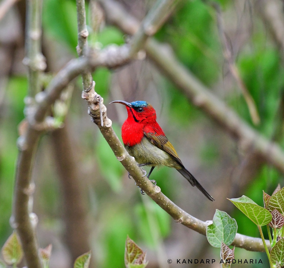 Crimson Sunbird - Kandarp  Andharia