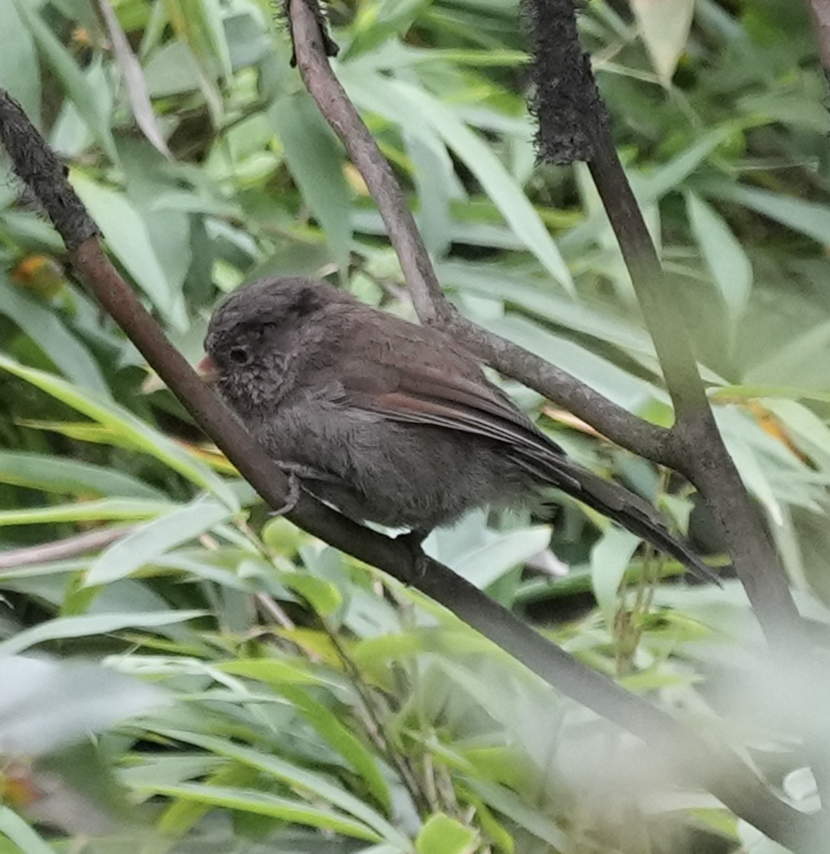 Brown Parrotbill - Zhongyu Wang