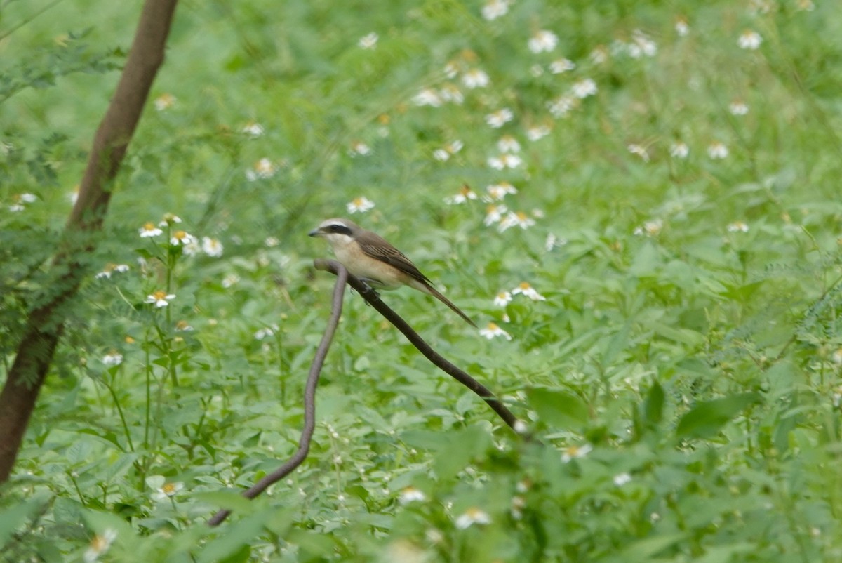 Brown Shrike - Lam Chan